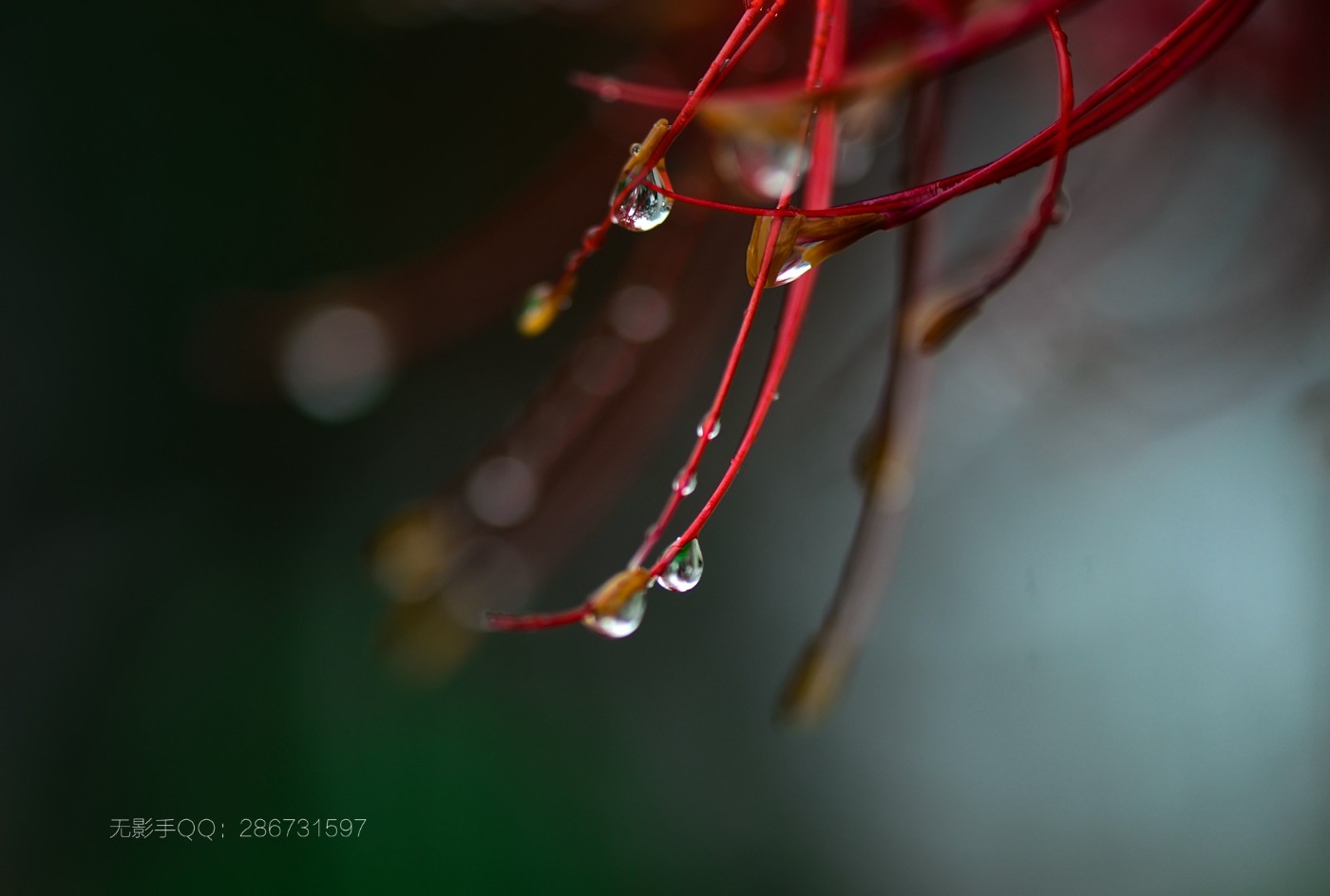 DSC_1187.jpg