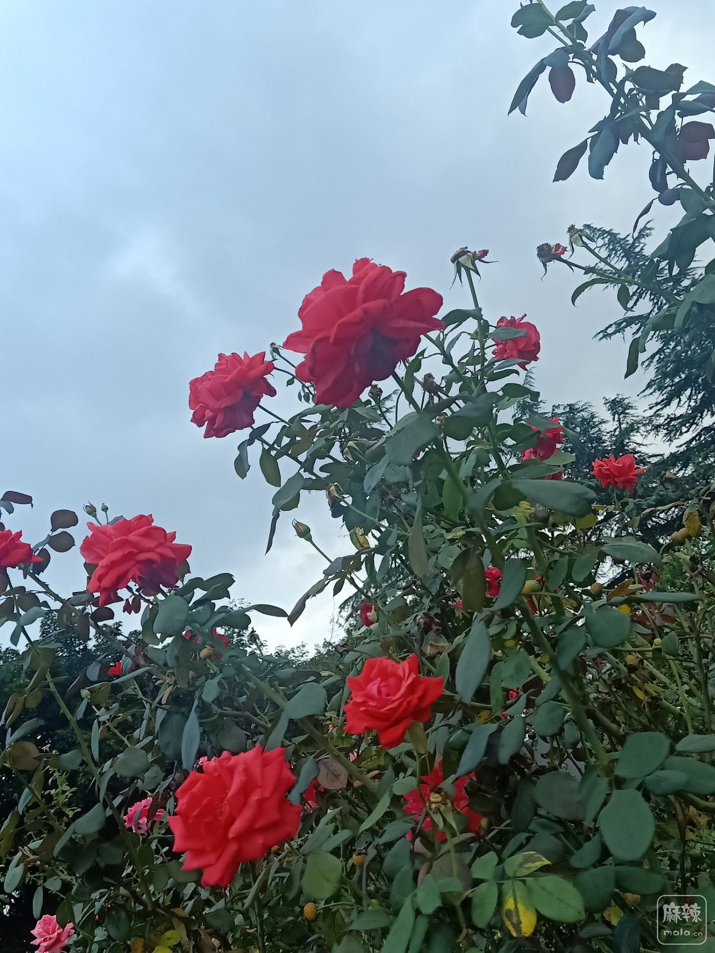 IMG20210924081821.jpg