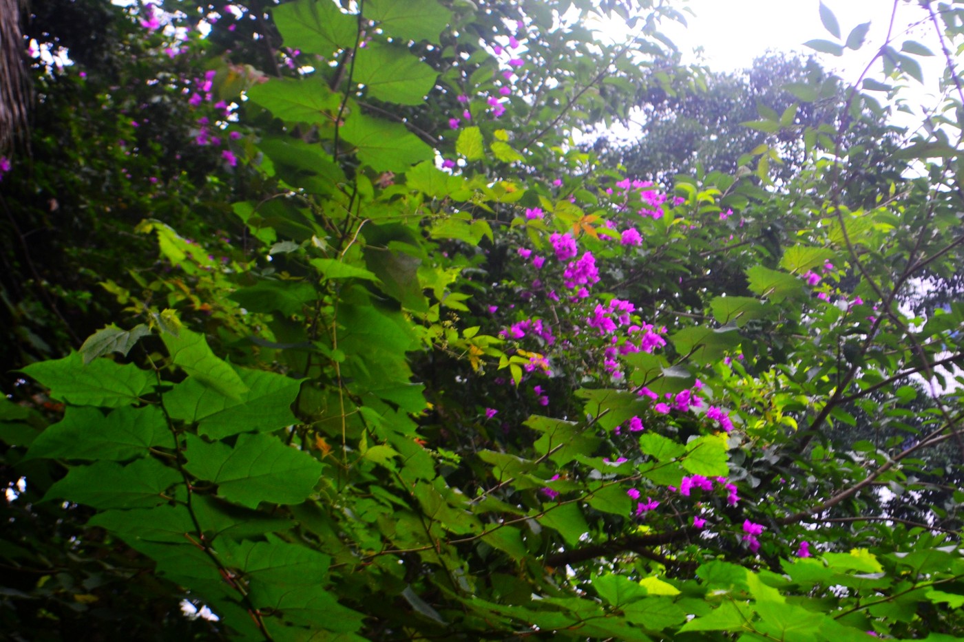 DSC_5602.JPG