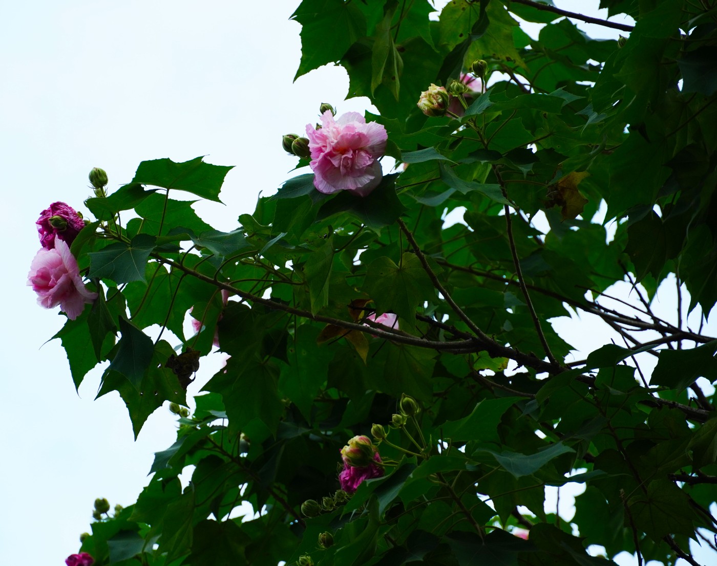 DSC02866.JPG