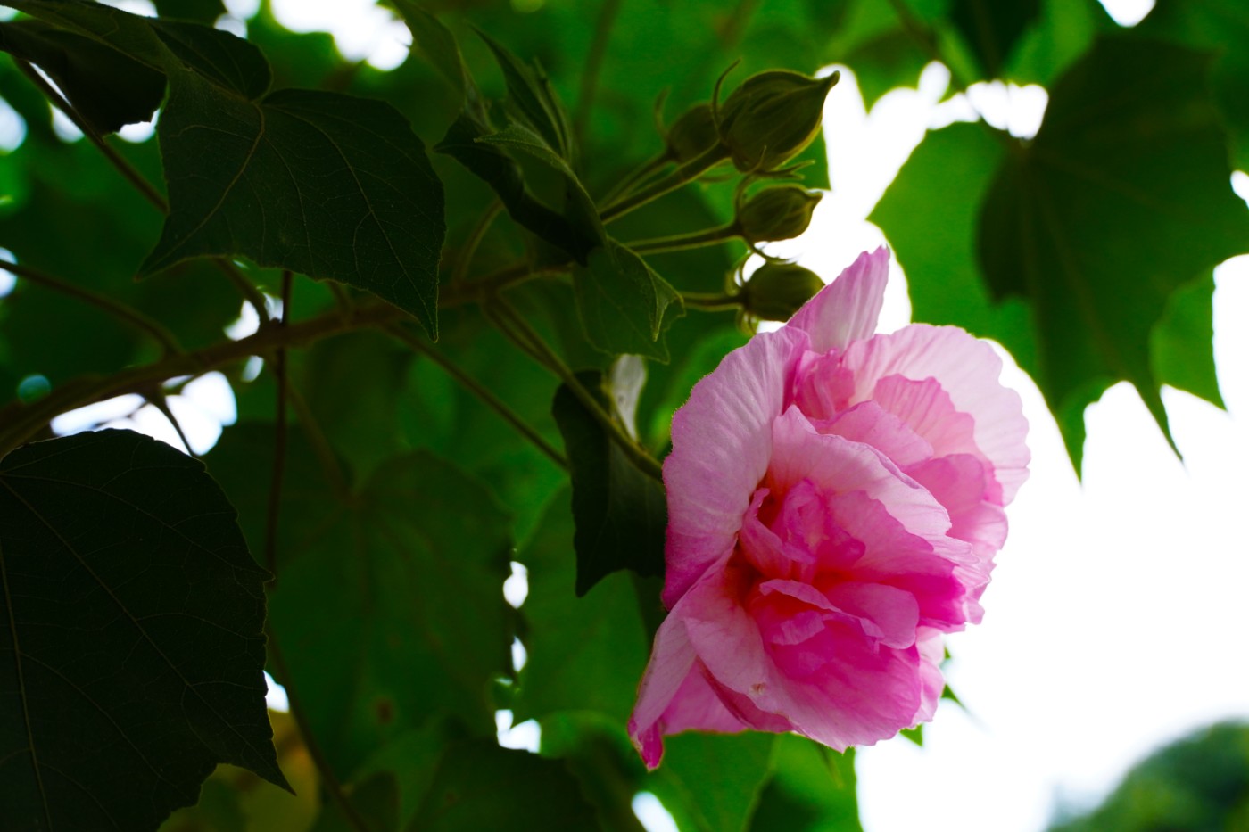 DSC02880.JPG