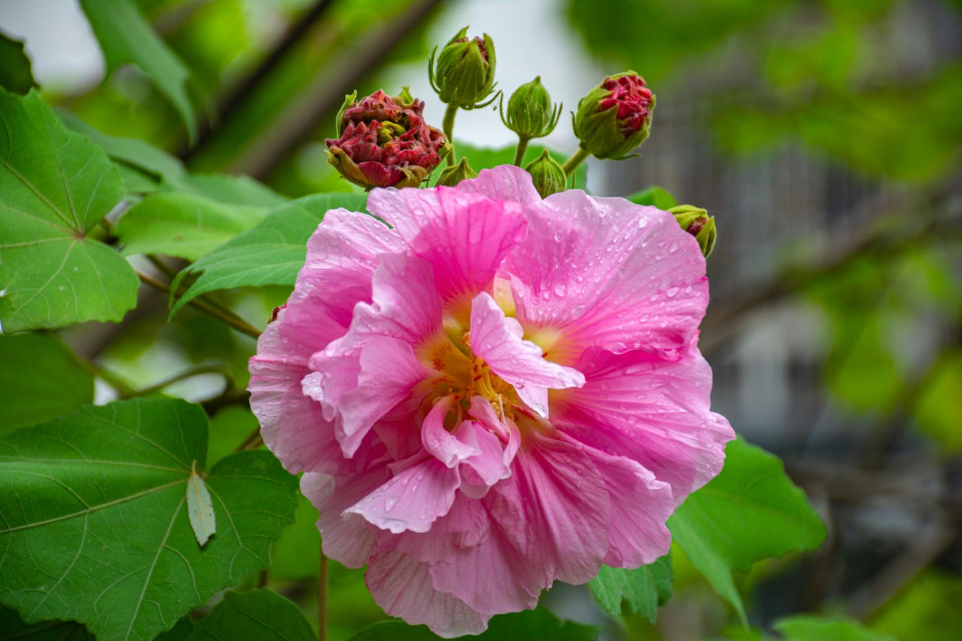 DSC_1693.jpg