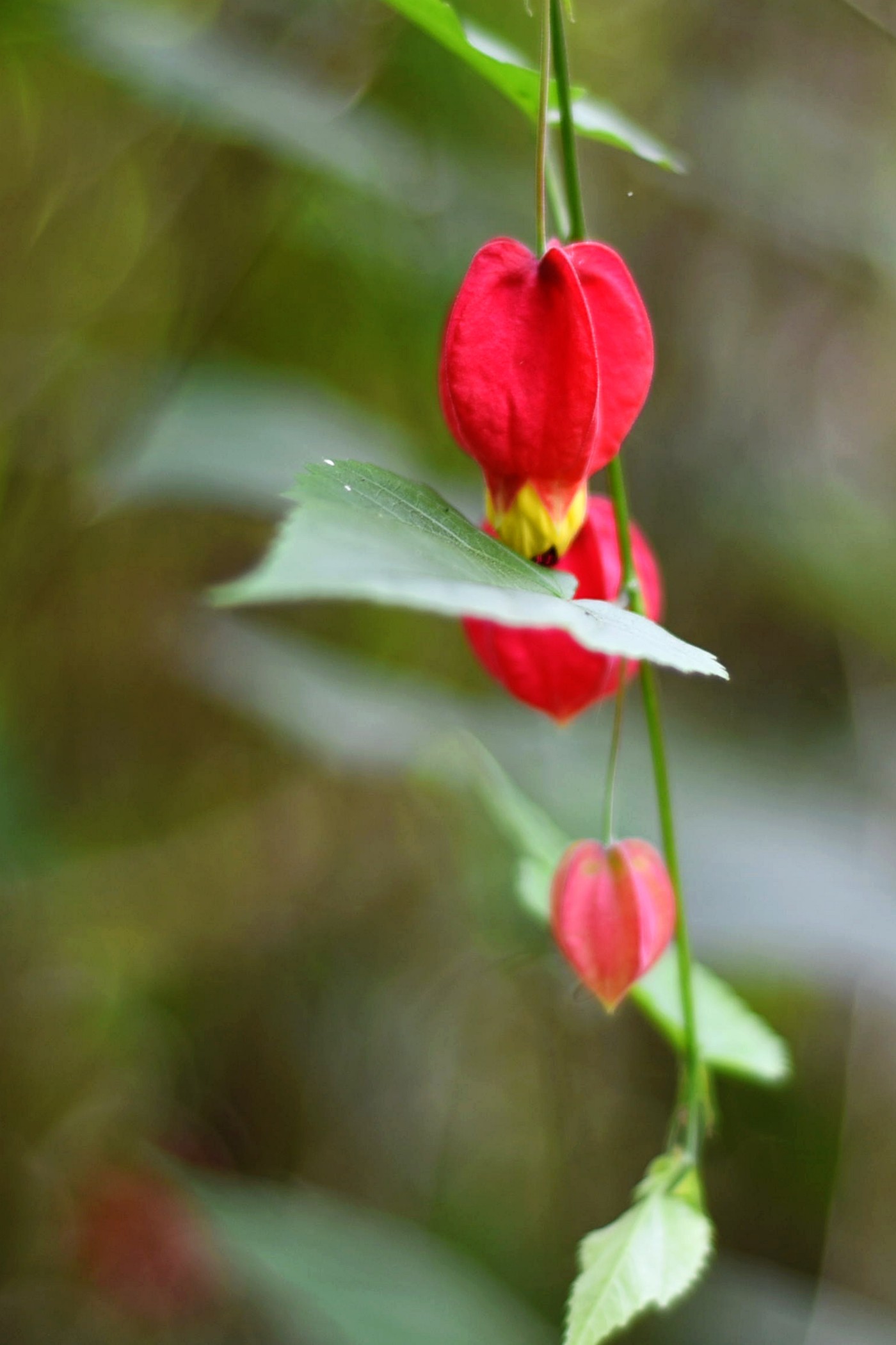 灯笼花