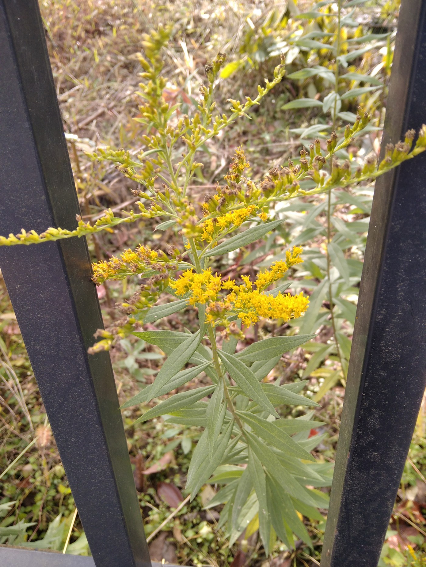 一枝黄花图片危害图片