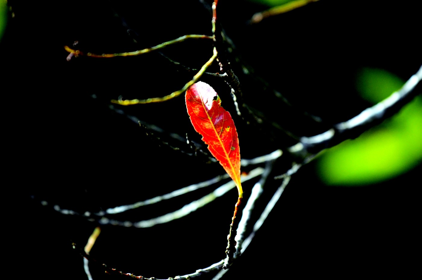 DSC_0028.JPG