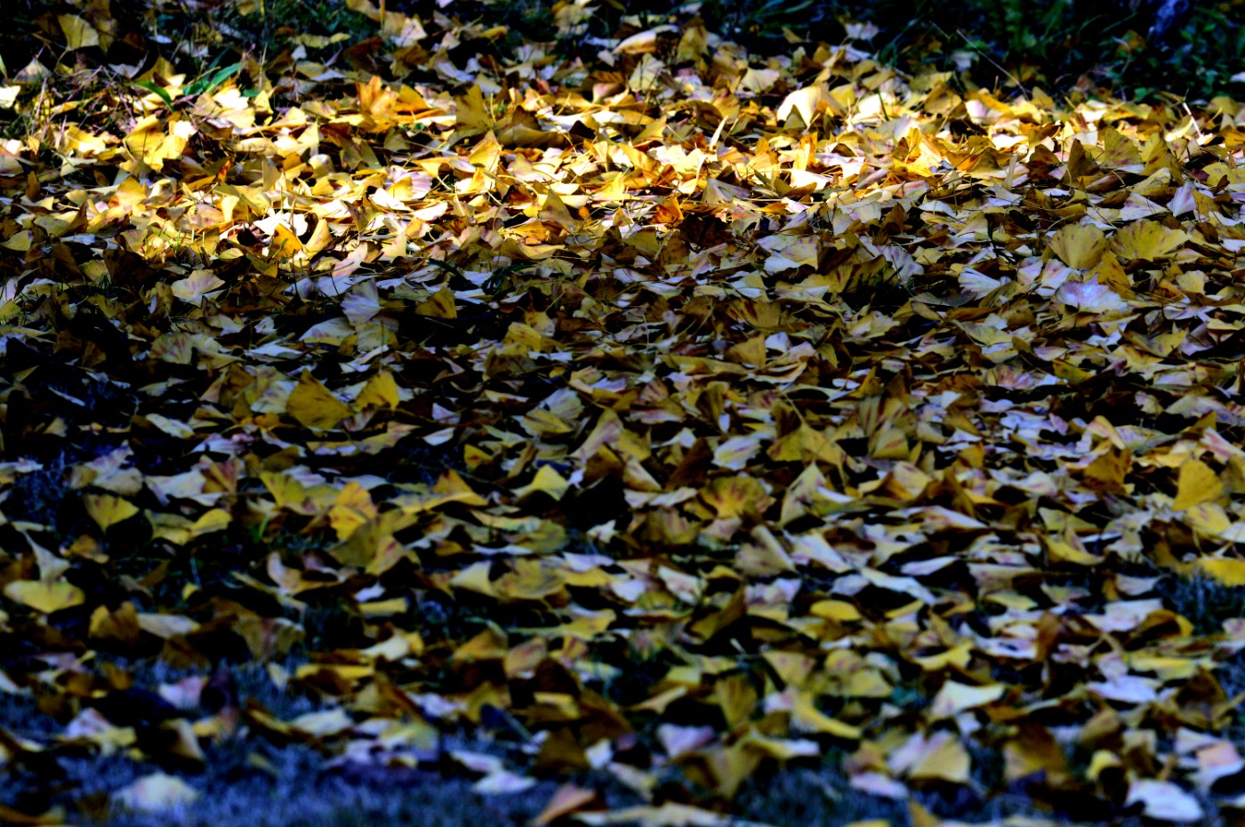 DSC_0045.JPG