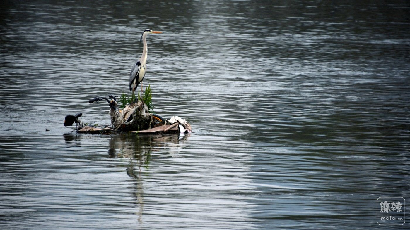 DSC_3984_.jpg