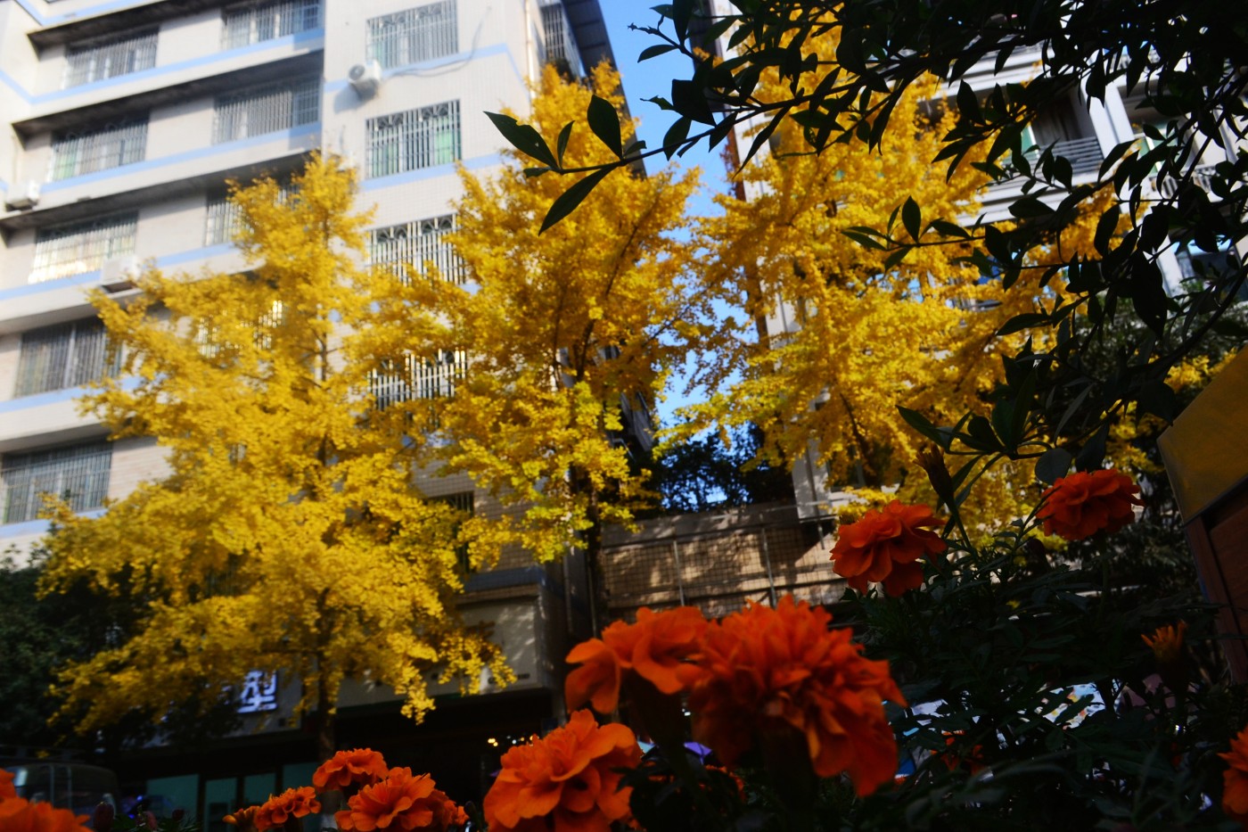 DSC_7286.JPG