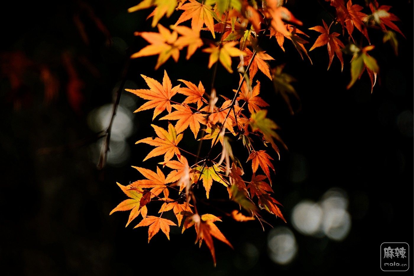 DSC_2137_.jpg
