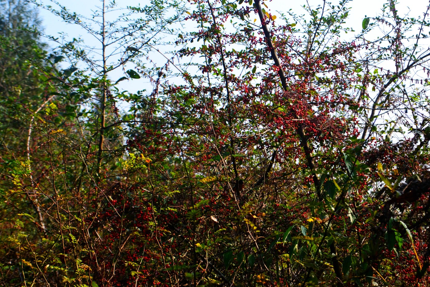 DSC_8589.JPG