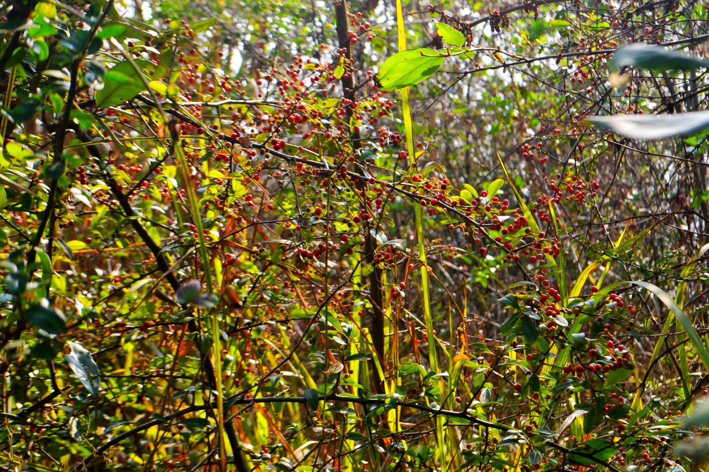 DSC_8592.JPG