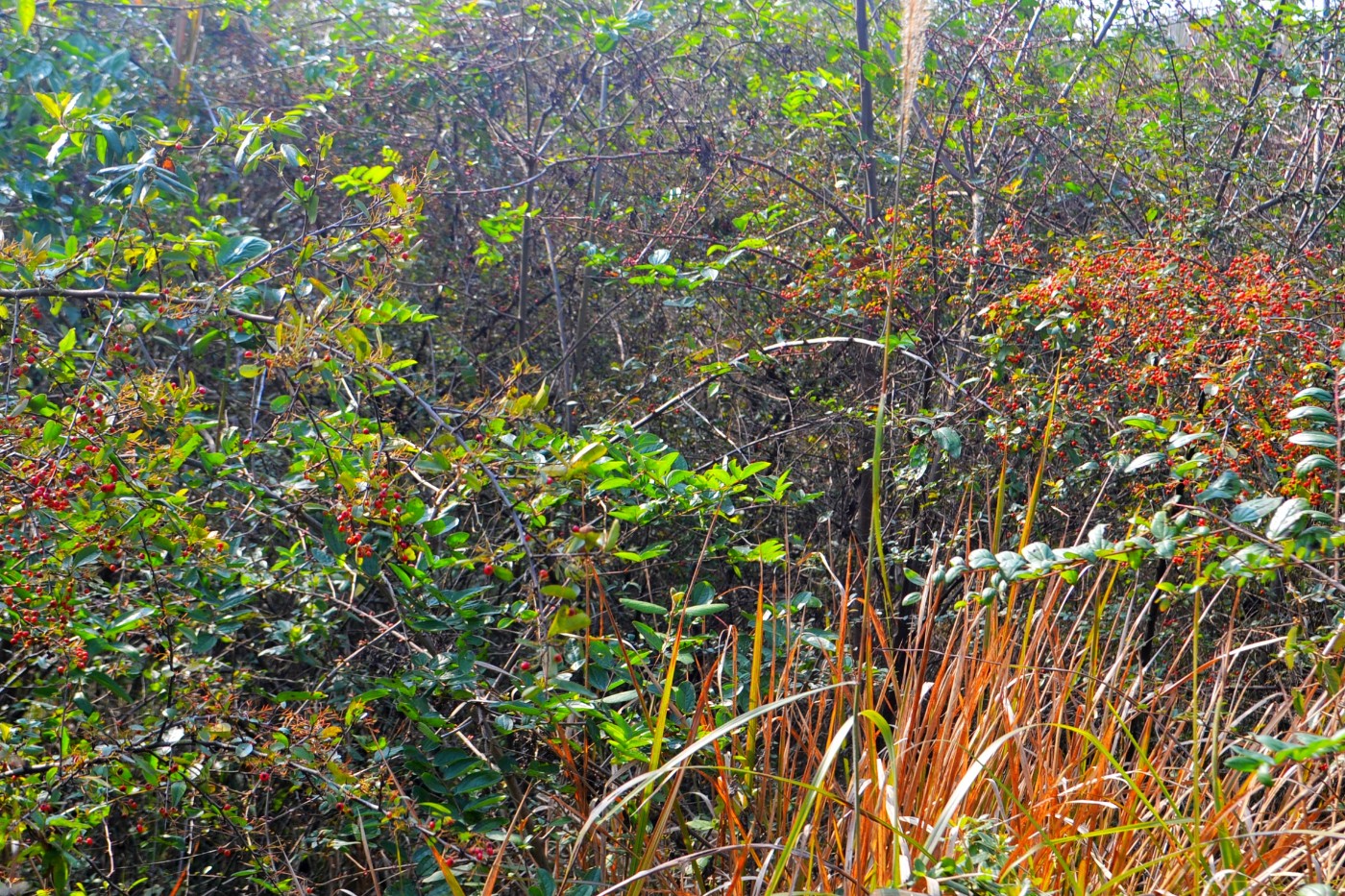 DSC_8607.JPG