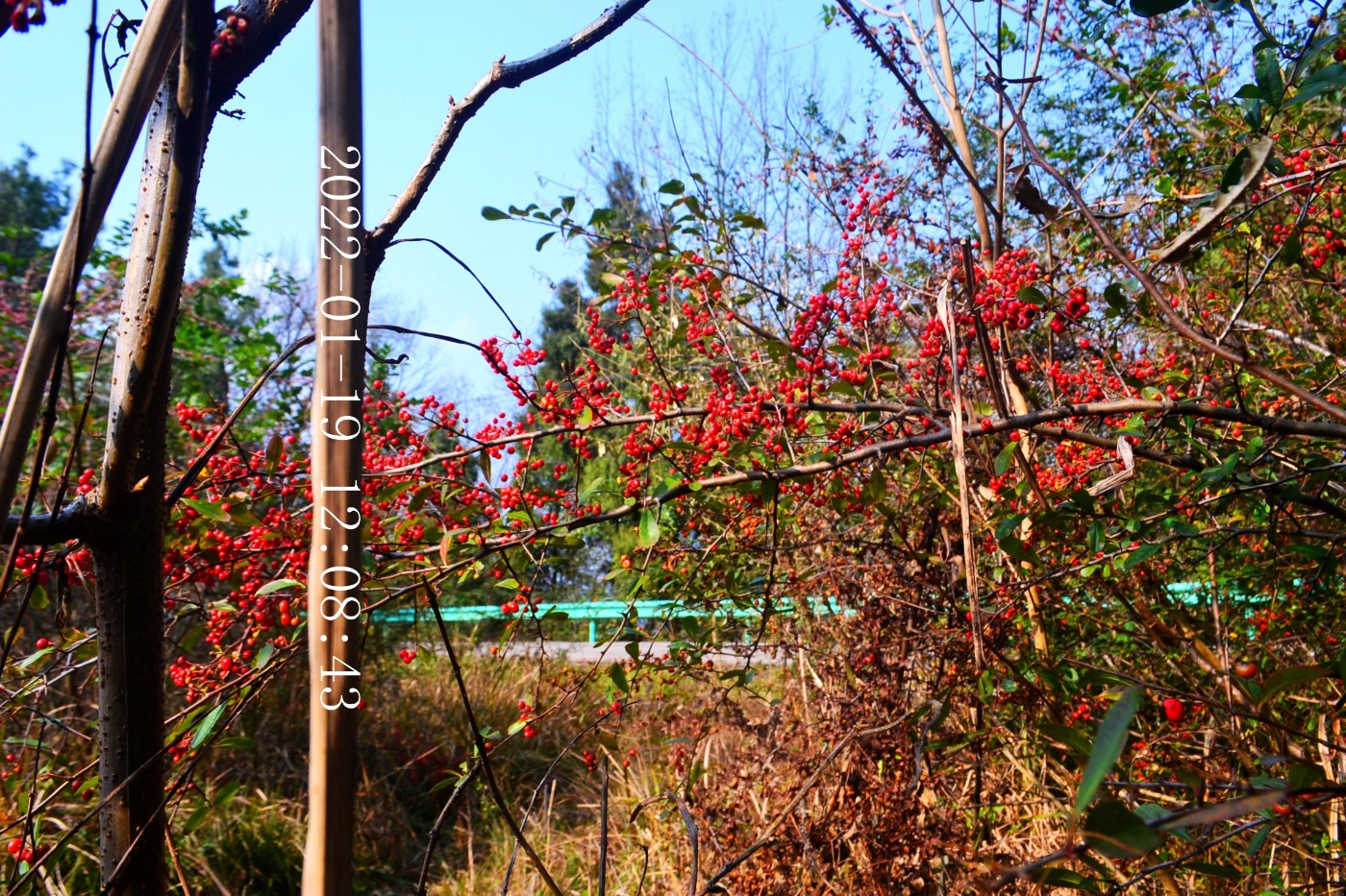 DSC_8612.JPG