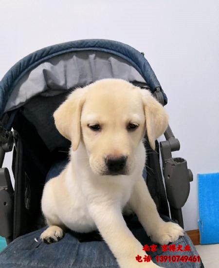 导盲犬拉布拉多犬黑色奶白色咖啡色均有健康有保障