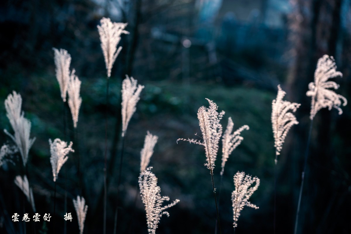 conew__dsc7890.jpg