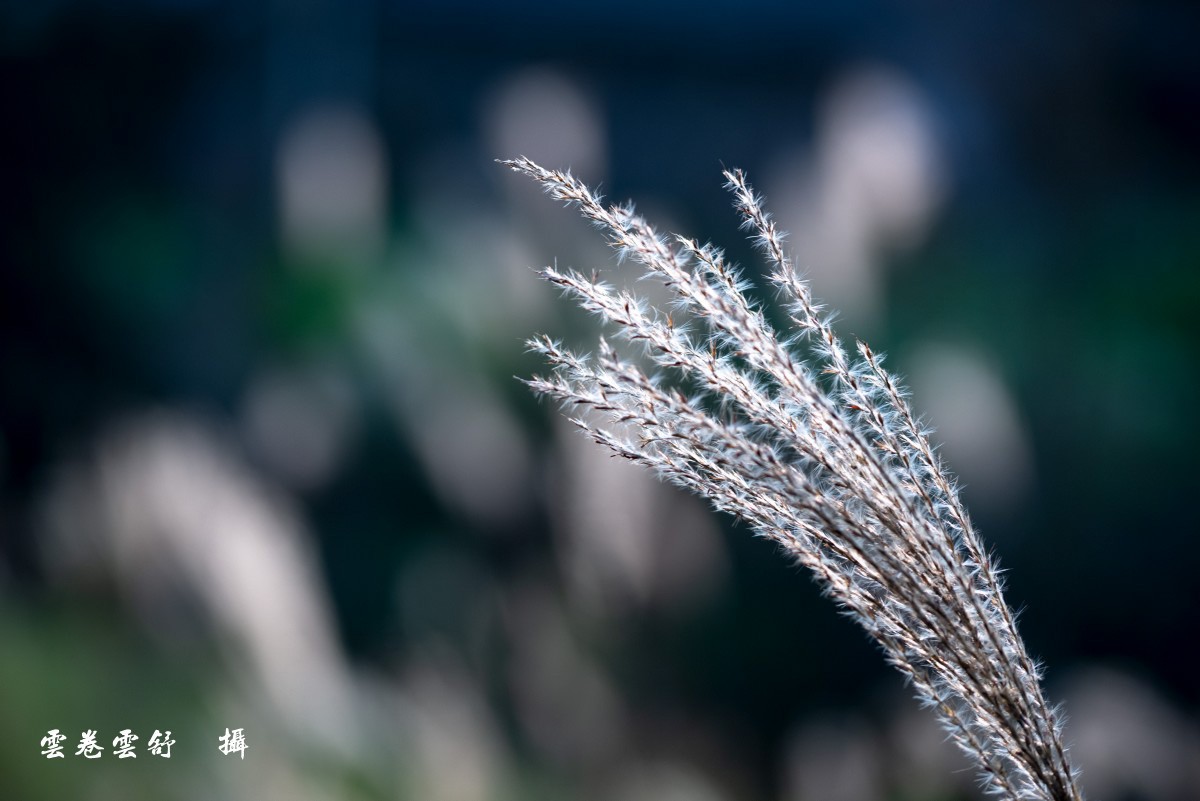 conew__dsc7891.jpg