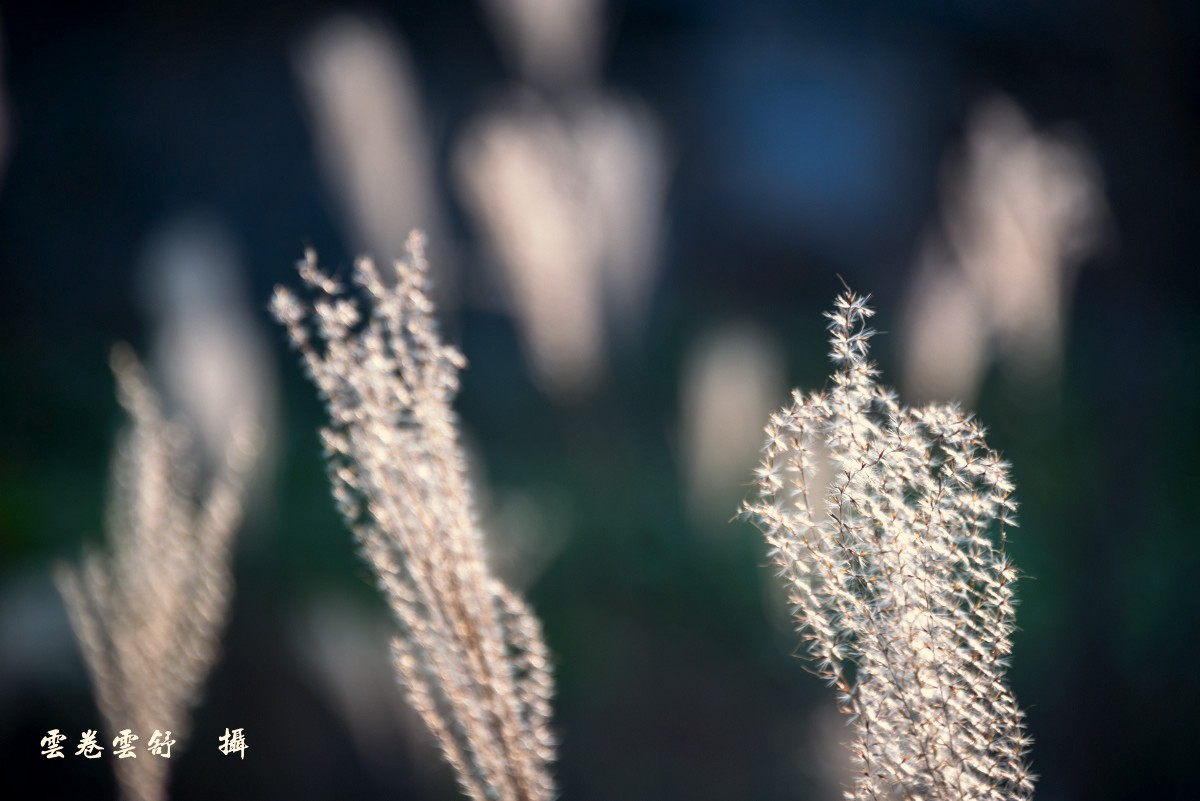 conew__dsc7895.jpg