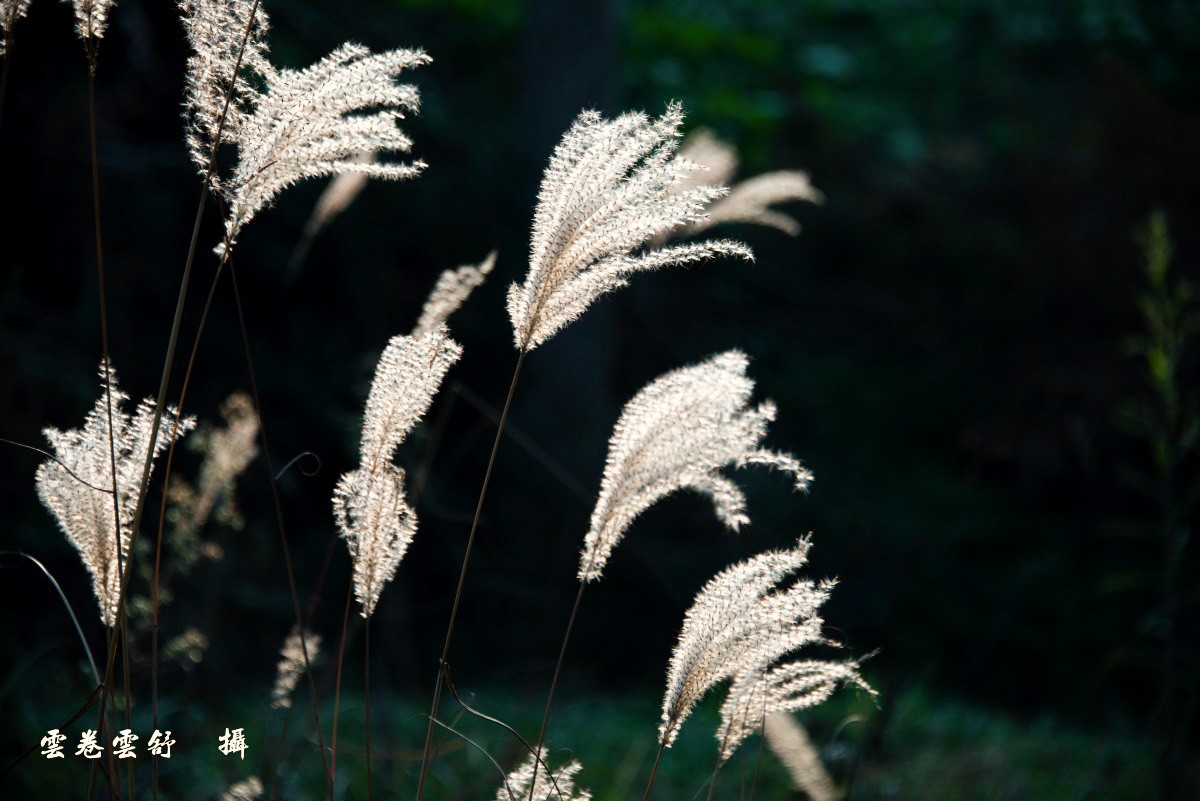 conew__dsc7903.jpg