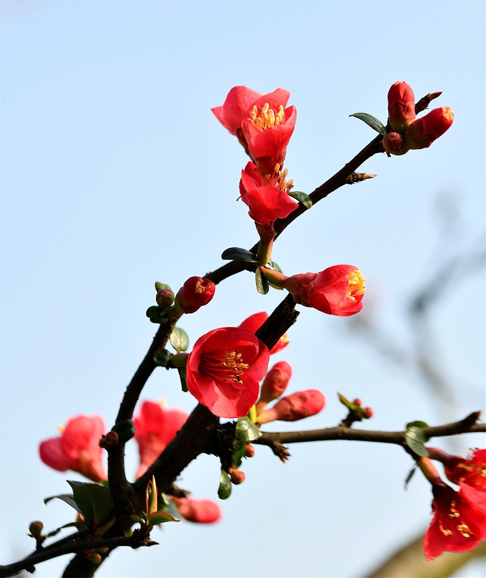 富贵海棠花介绍图片