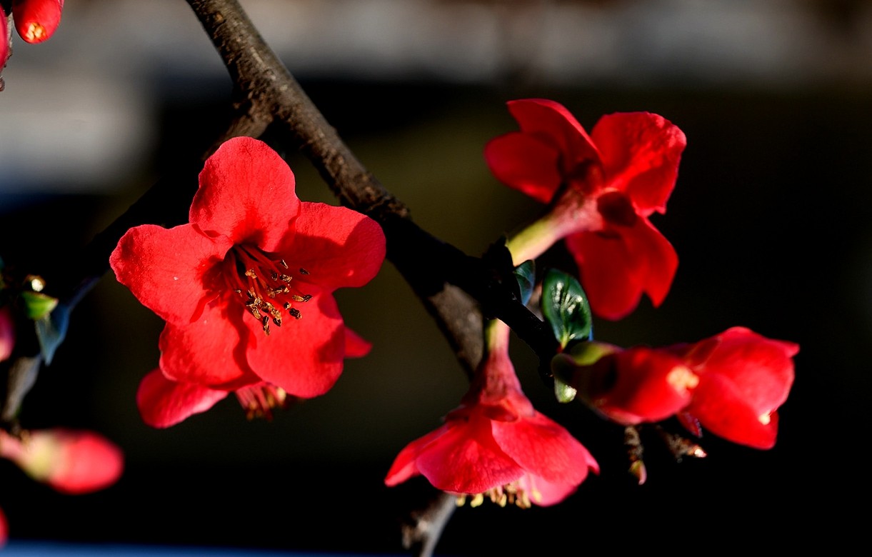 DSC_7178.JPG