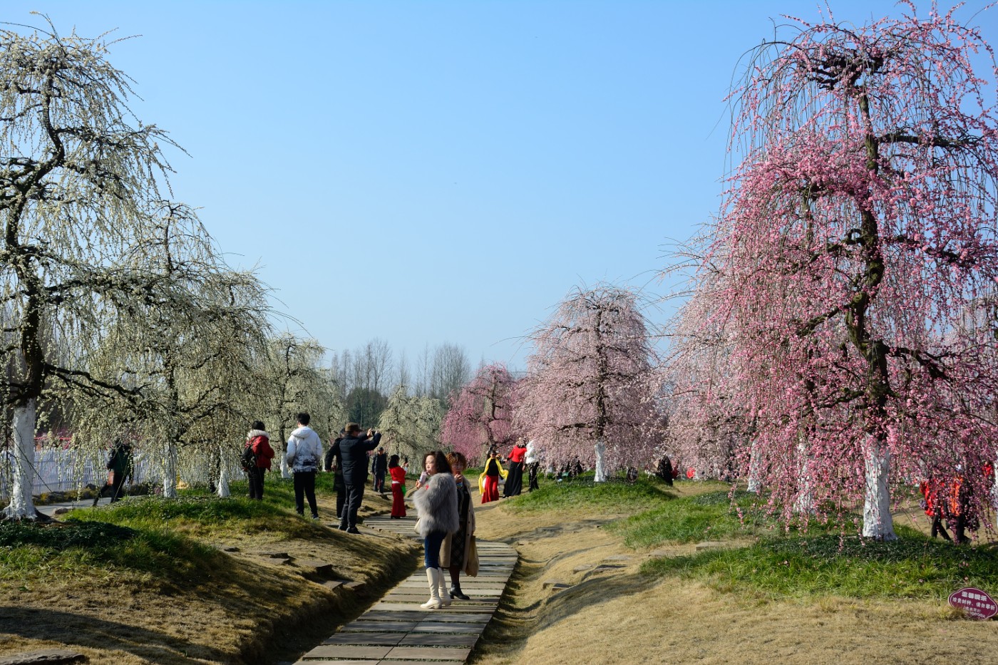 DSC_4615.JPG