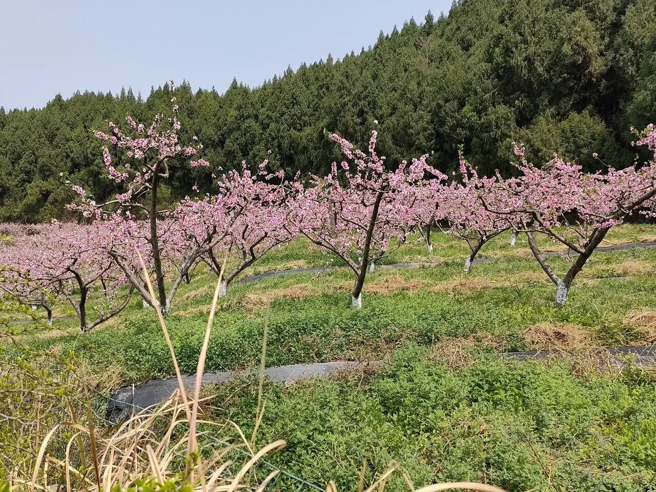 古樓 在那桃花盛開的地方-西充論壇-麻辣社區