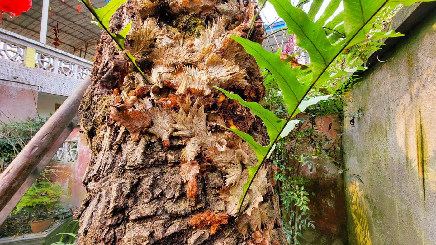 槲蕨根茎图片