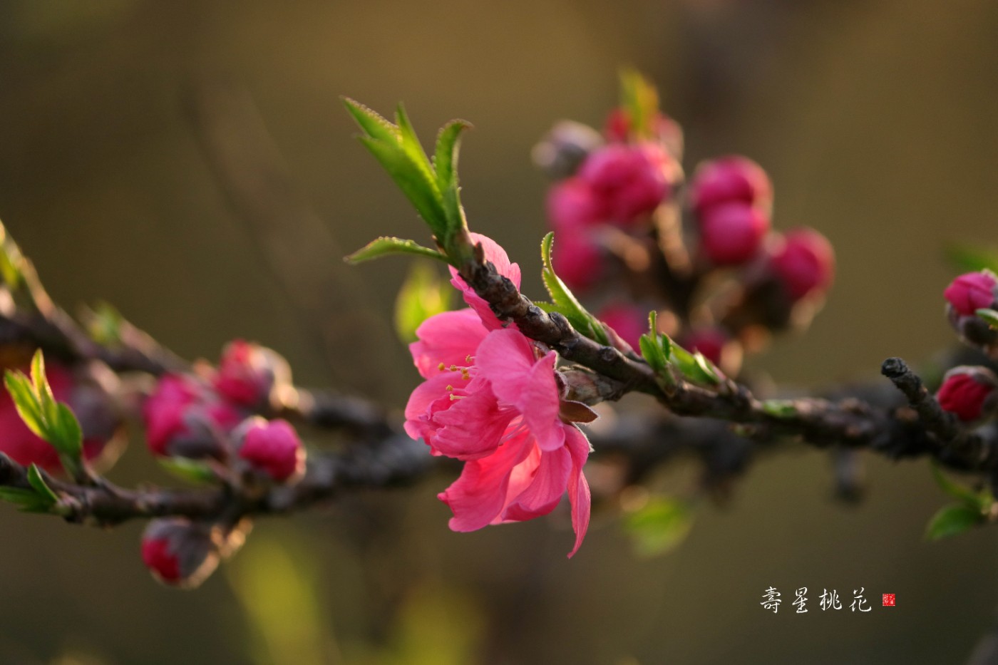 紅豔豔的壽星桃花本貼發送錯誤請看另一帖