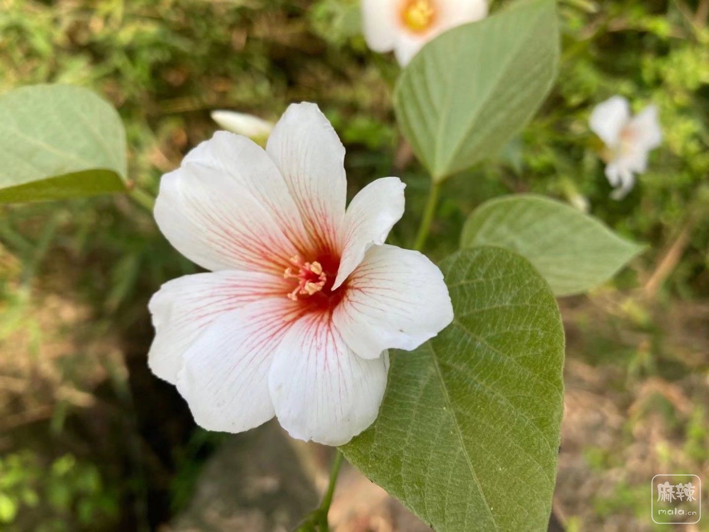 桐子花花语图片