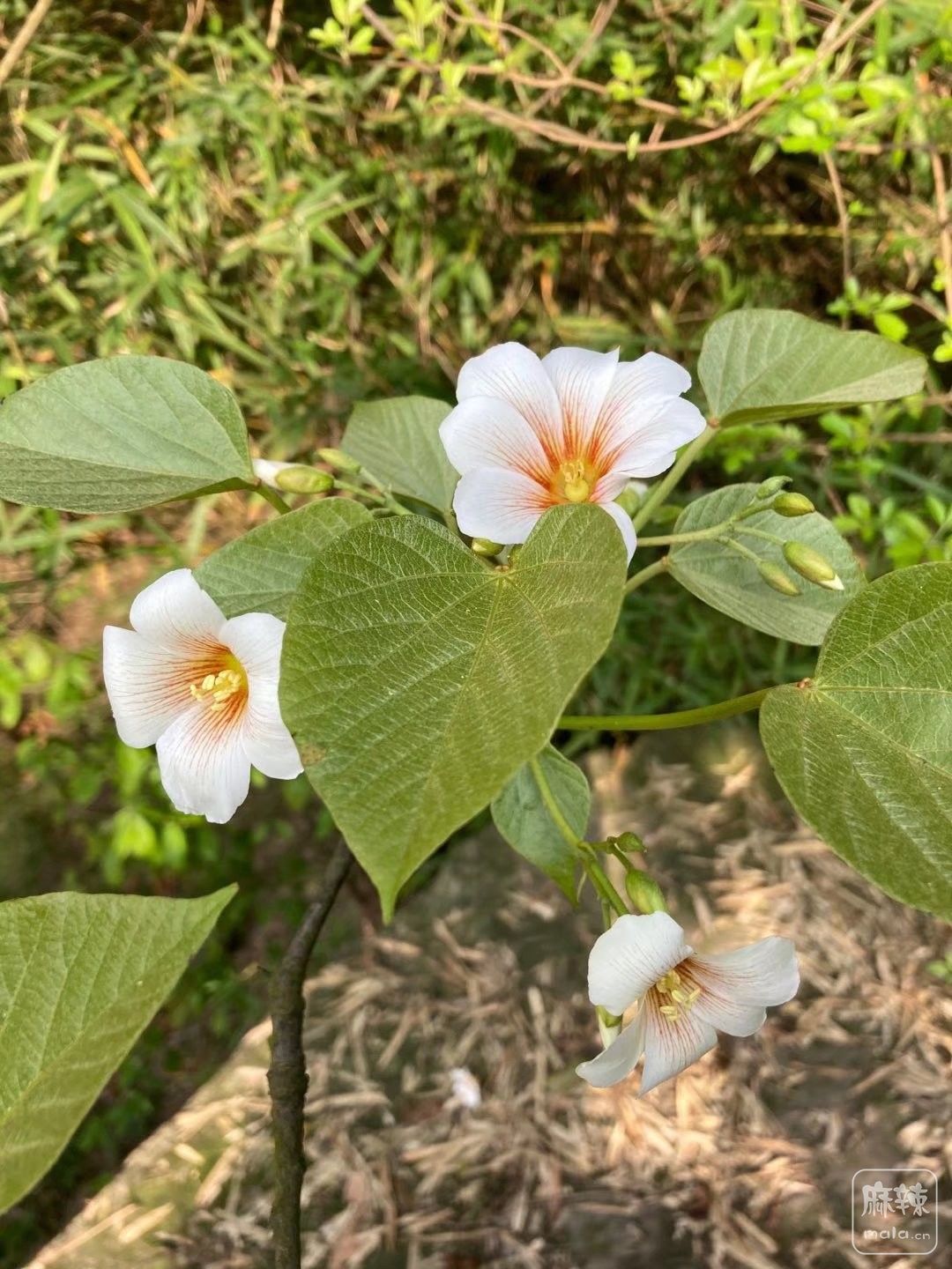 桐子花花语图片