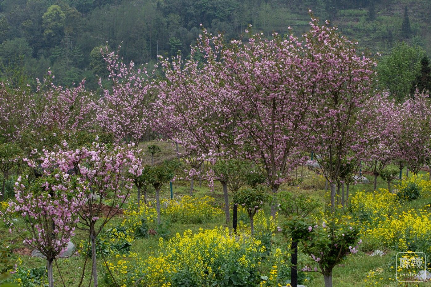 崇州三郎镇樱花谷樱花烂漫