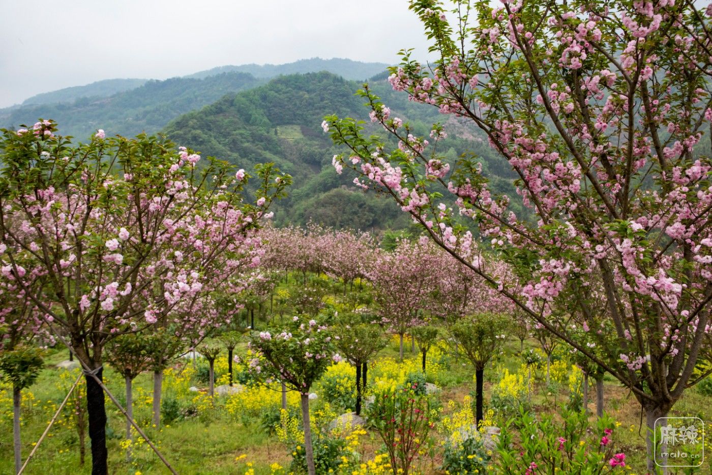 崇阳樱花小镇图片