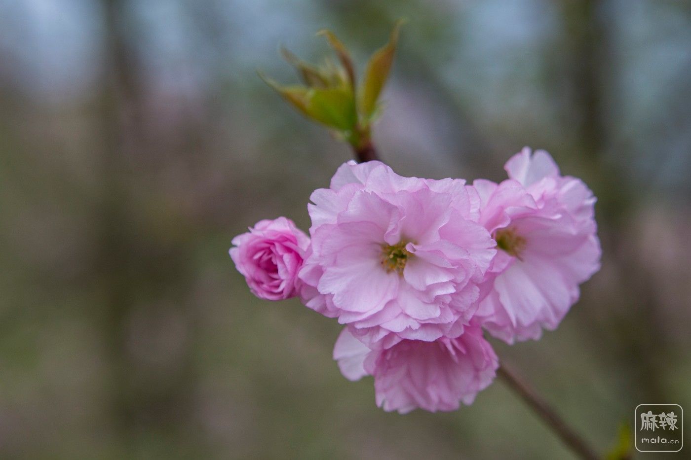 三郎镇樱花谷图片