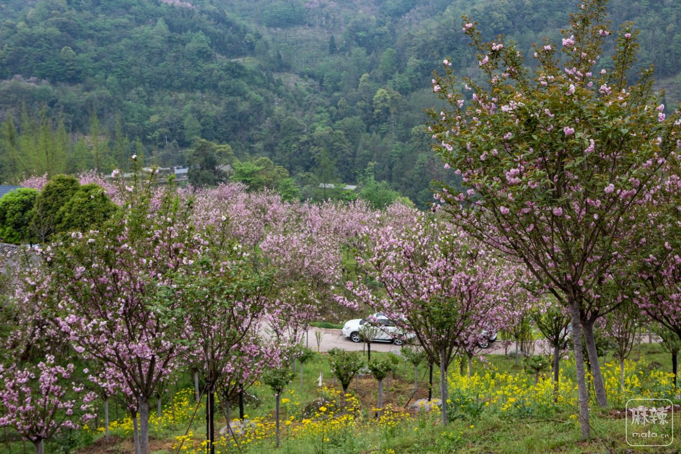 崇阳樱花小镇图片