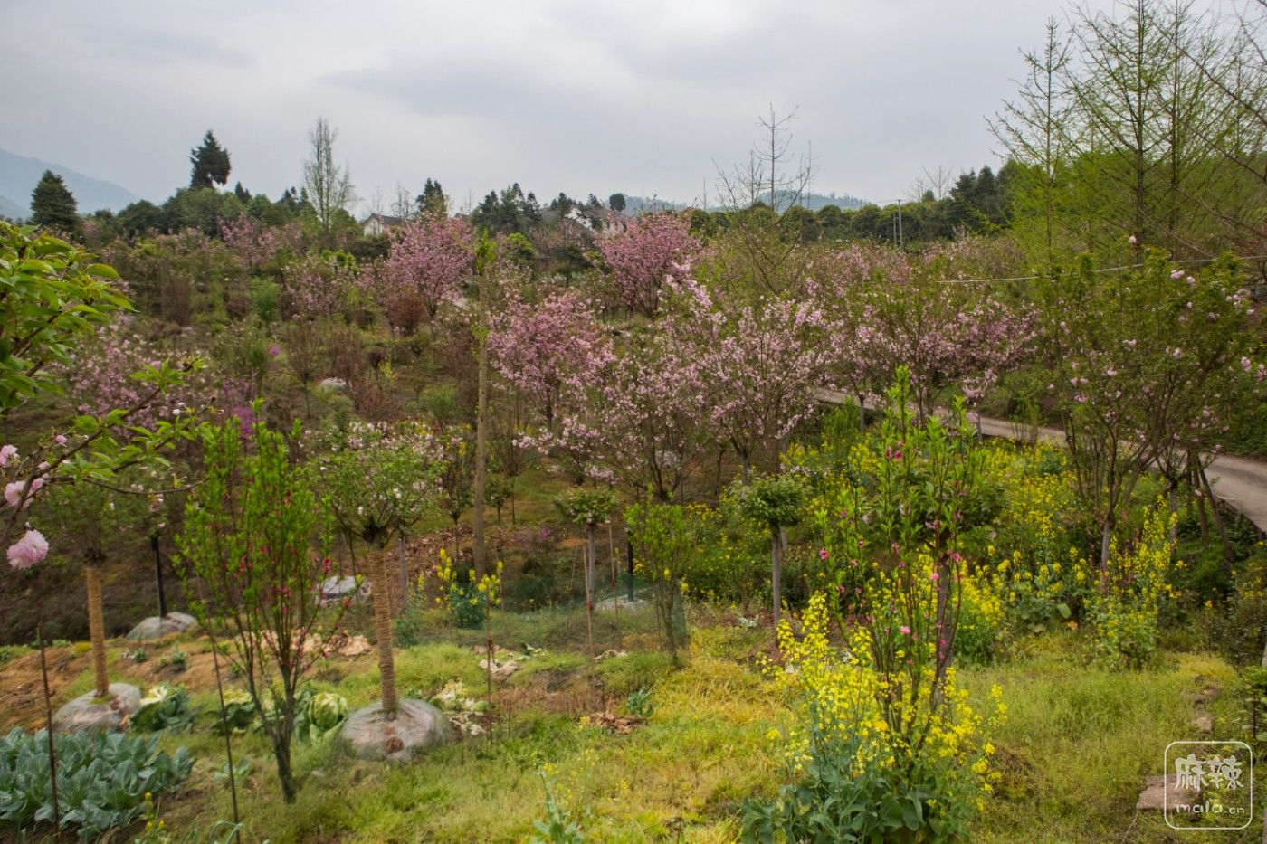 崇州三郎镇樱花谷樱花烂漫