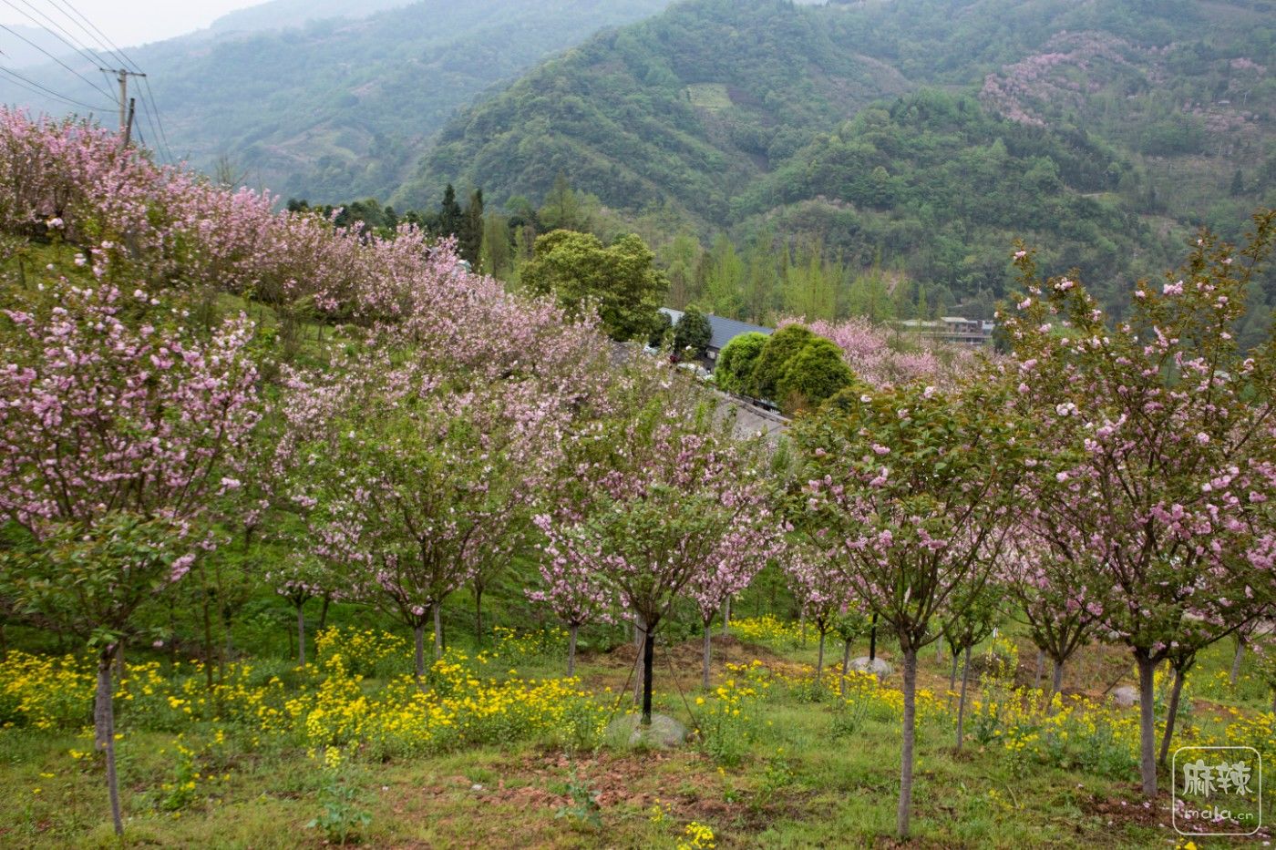 三郎镇樱花温泉酒店图片