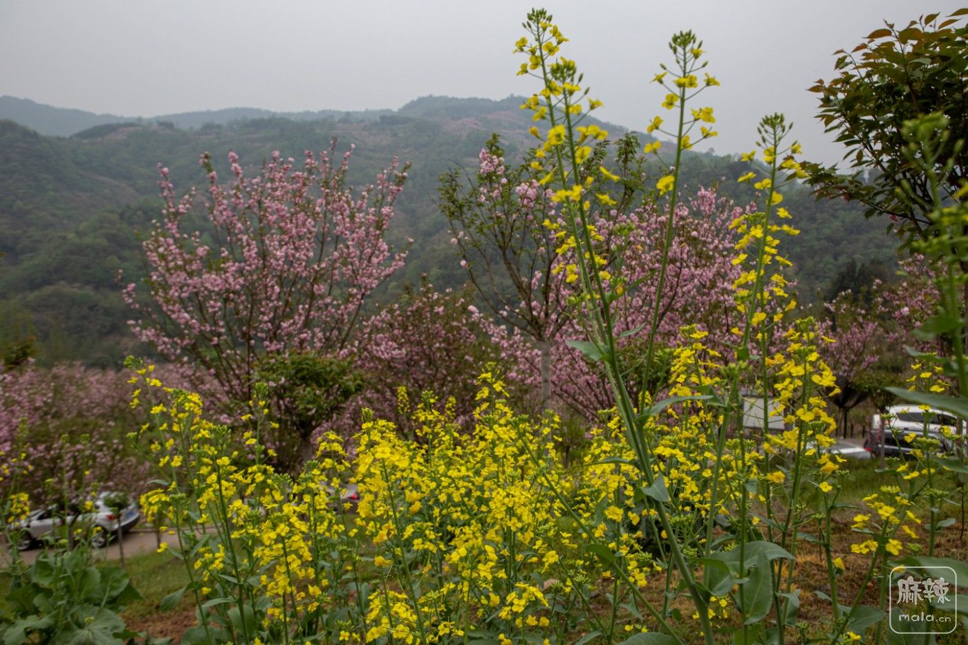 崇州三郎镇樱花谷樱花烂漫