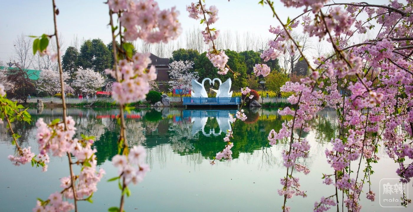 成都漫花庄园 樱花图片