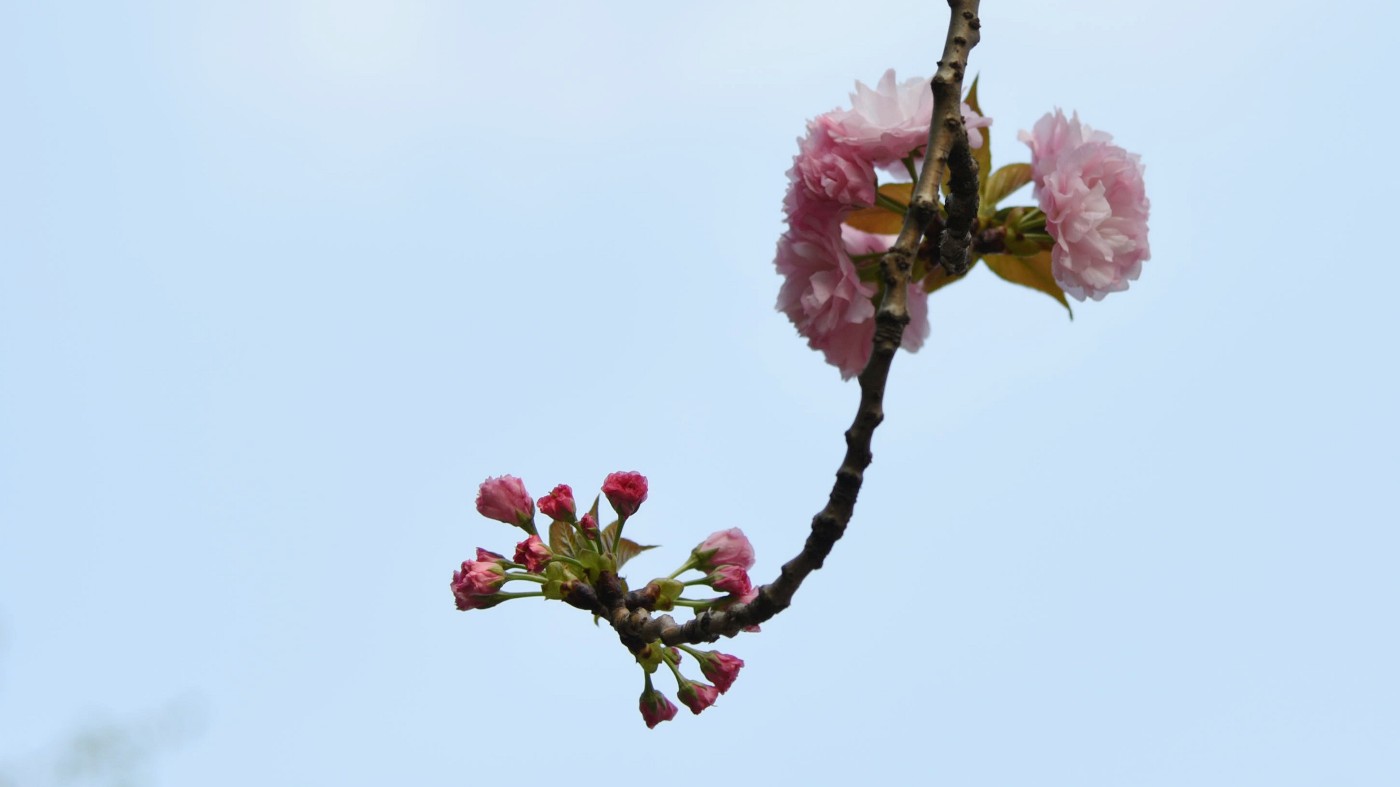 DSC_6486_.jpg