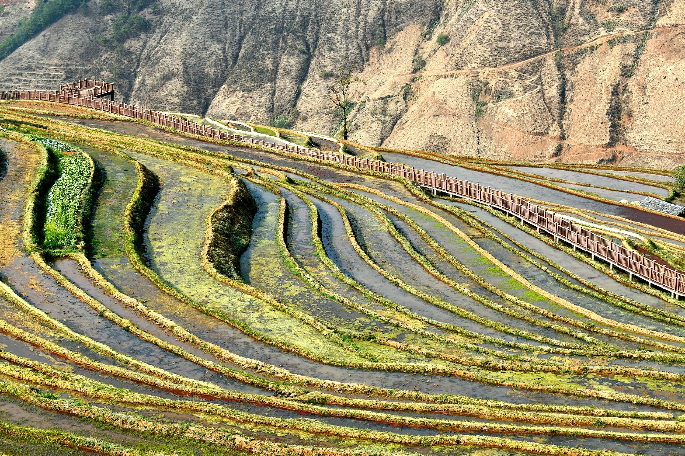 米易梯田的简介图片