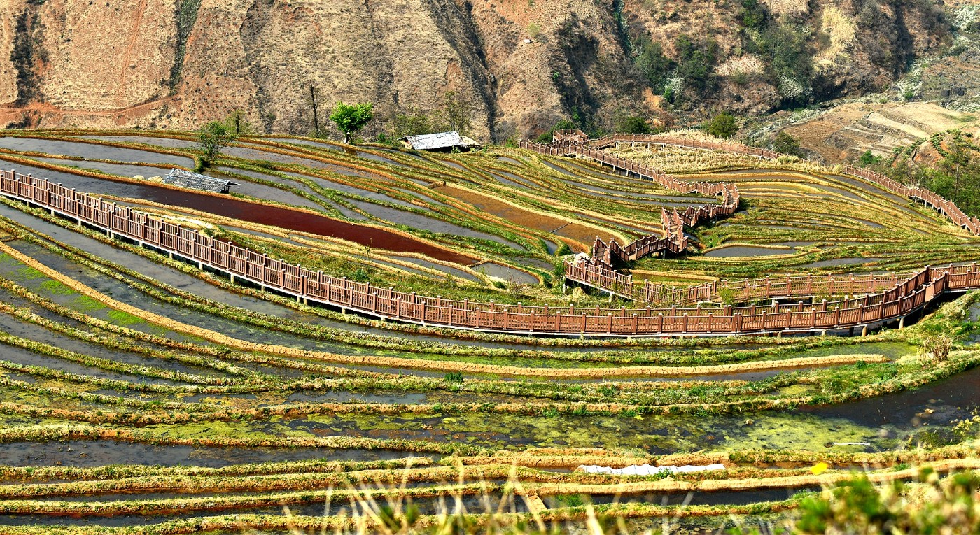 米易县傈僳梯田图片