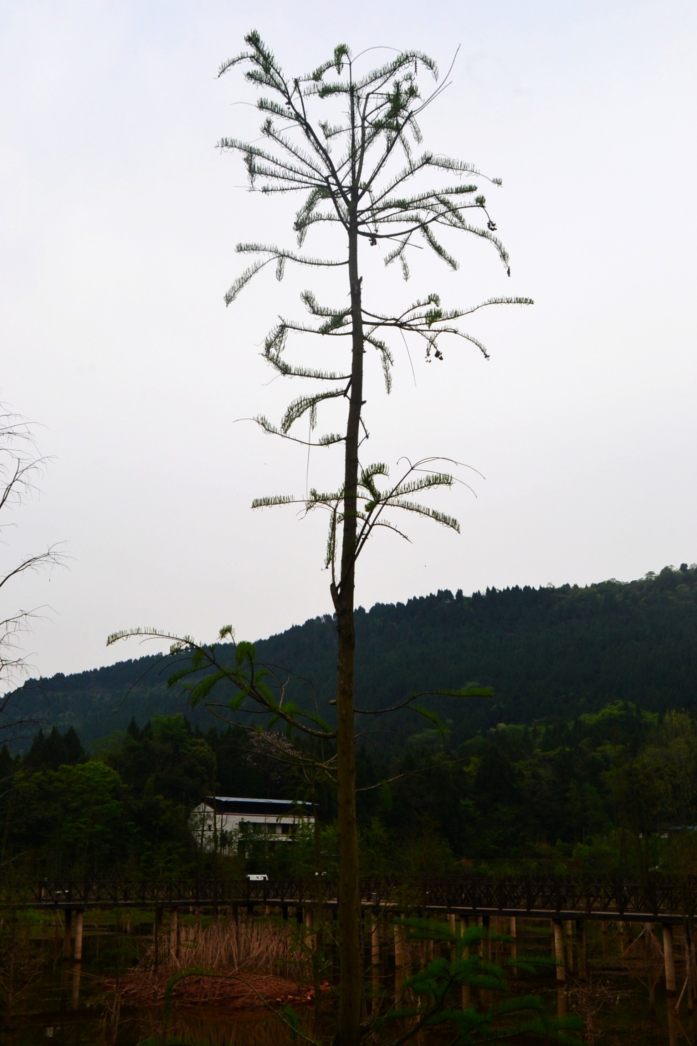 DSC_0460.JPG