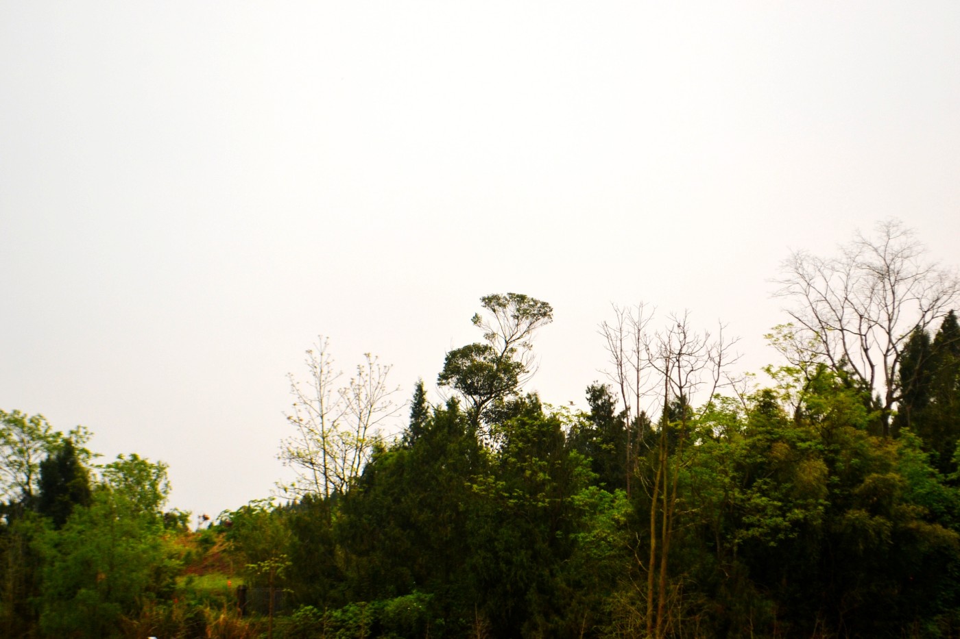 DSC_0462.JPG