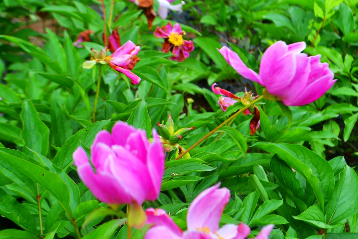 DSC_1136.JPG