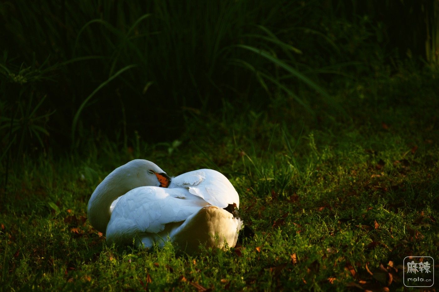 DSC_7833.jpg