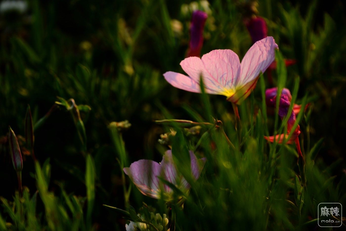 DSC_7907.jpg