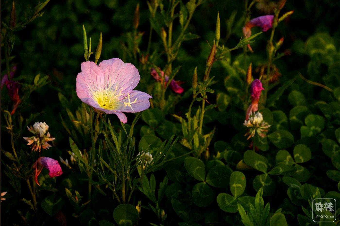 DSC_7915.jpg