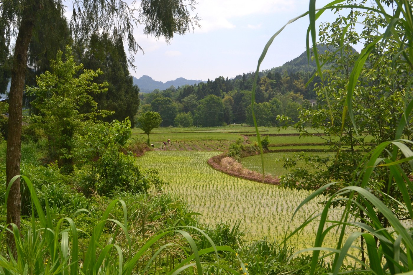 四月初夏里的田园景色