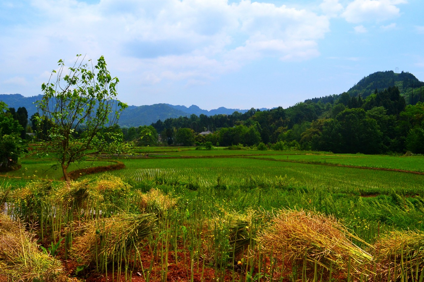 四月初夏里的田园景色