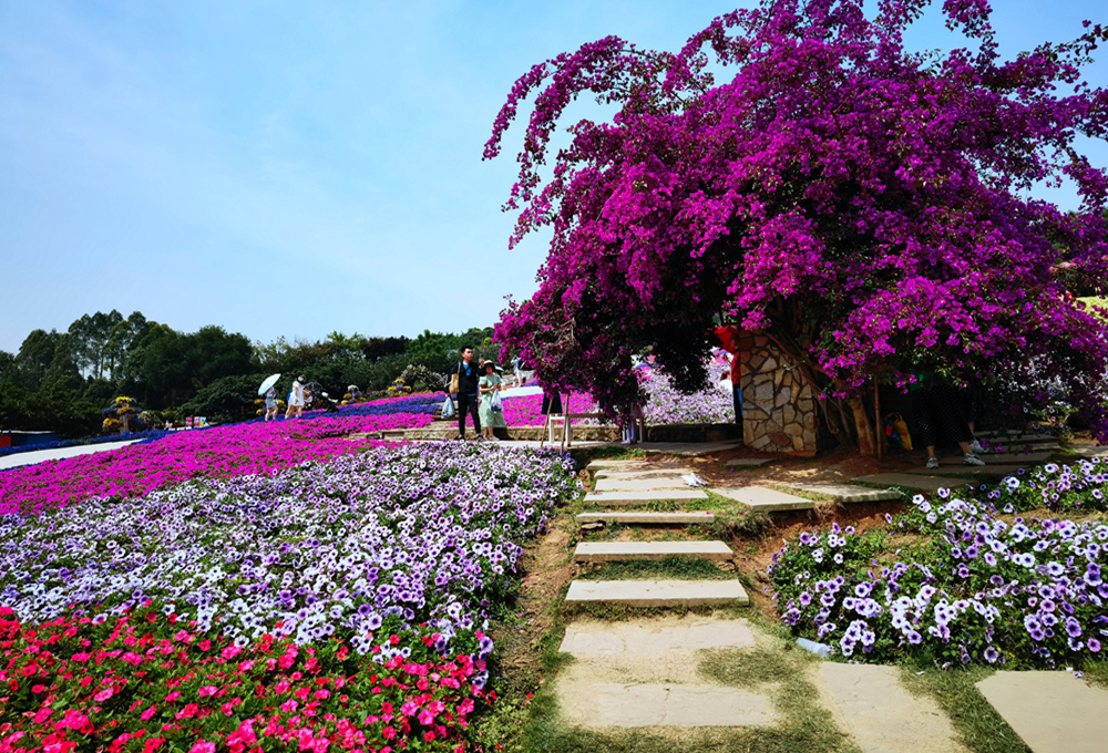 成都漫花庄园风景图片图片